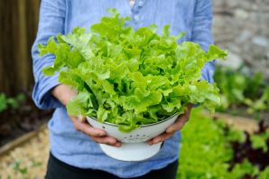 Огородный салат
