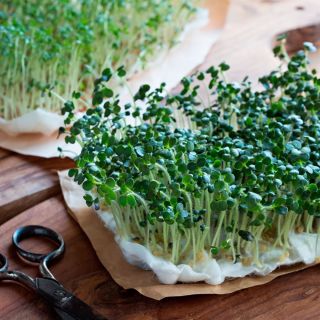 Салат с микрозеленью гороха