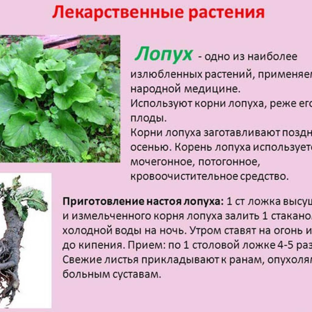 Лопух против. Лекарственные растения. Полезные растения. Лечебные растения. Листья лопуха.