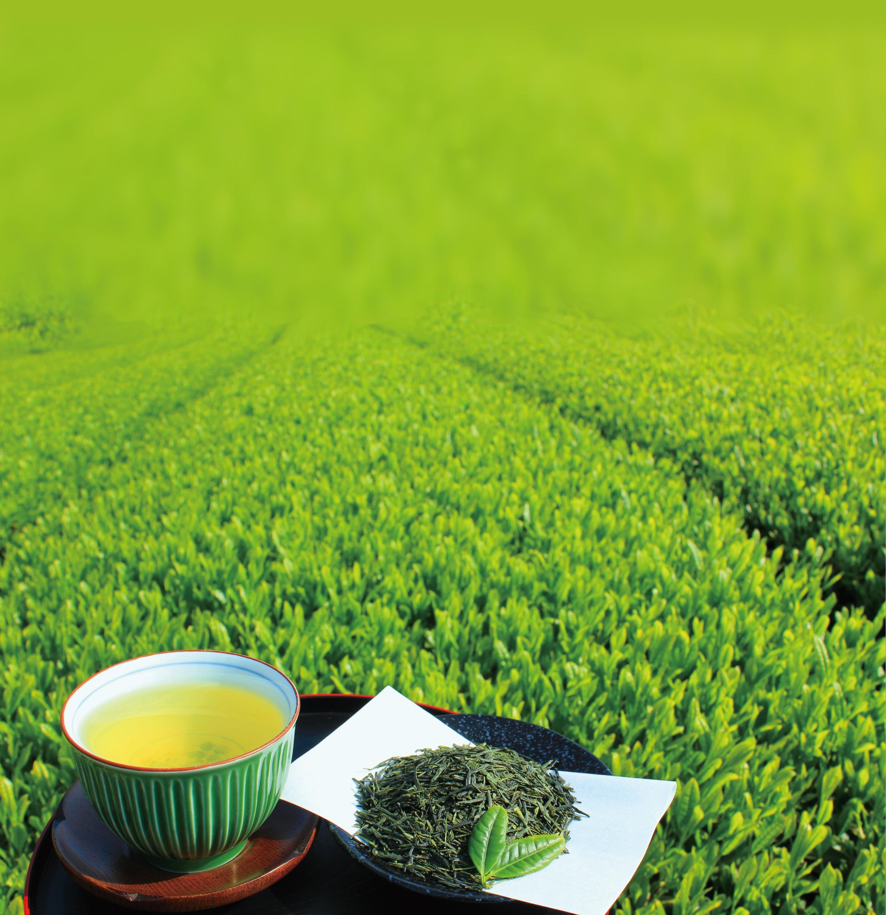 Чай равновесие. Чай зеленый favor Green Plantation. Чай Greenfield Matcha. Чайные плантации. Китайский зеленый чай.
