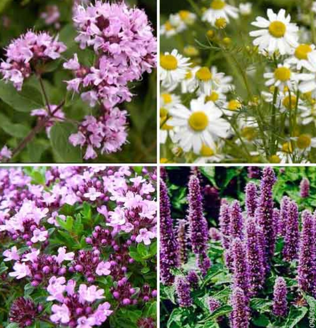 35 самых красивых полевых цветов, которые можно выращивать в саду