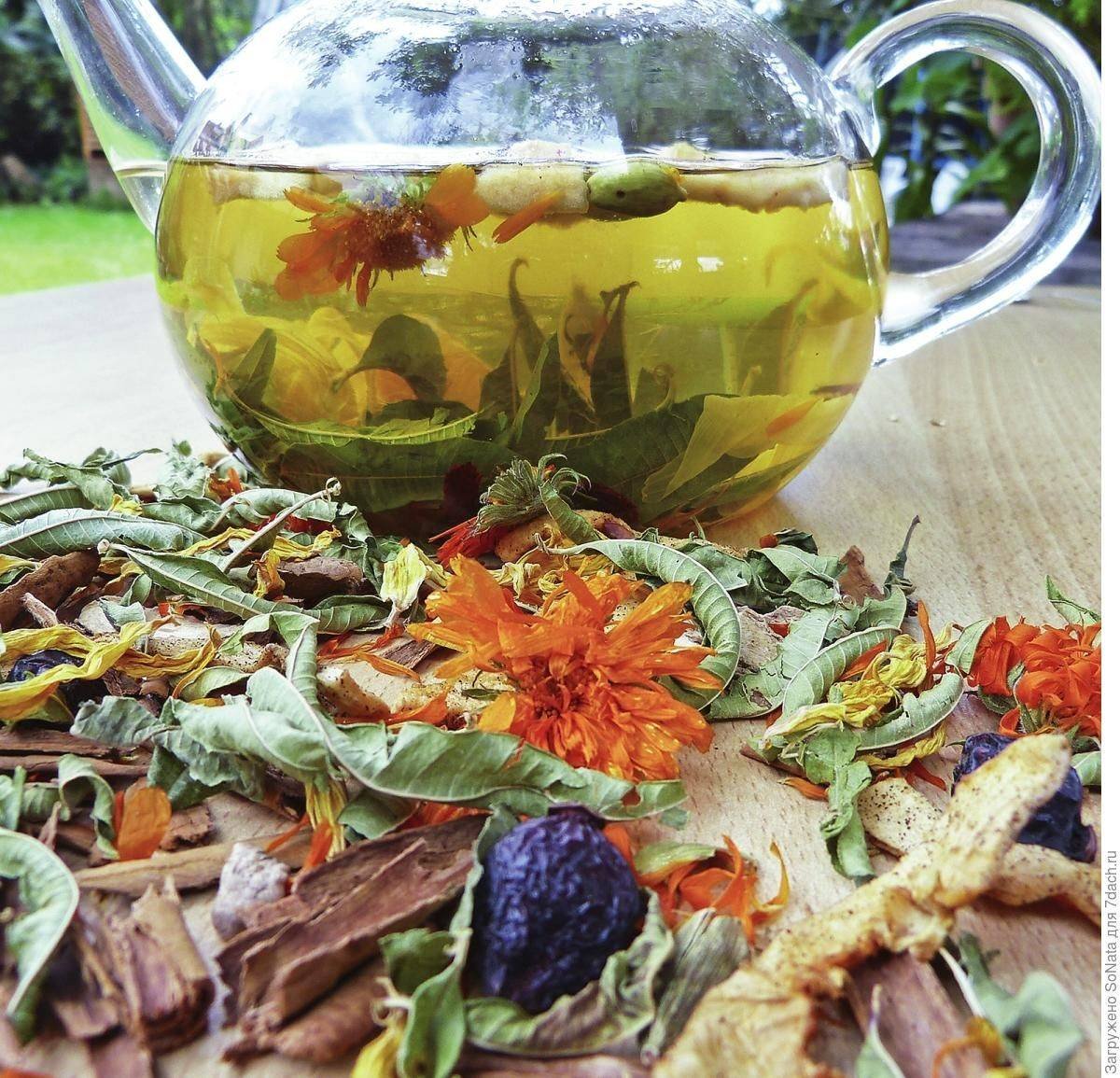 20 самых популярных и востребованных рецептов травяного чая