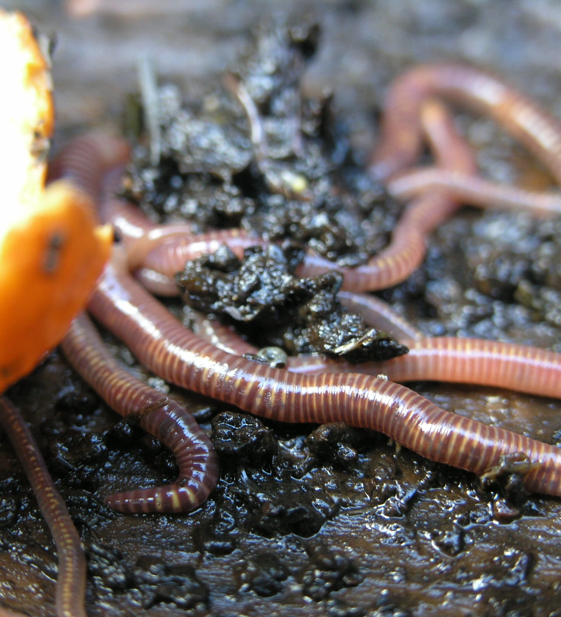 Про дождевого червя. Личинки Калифорнийского червя.