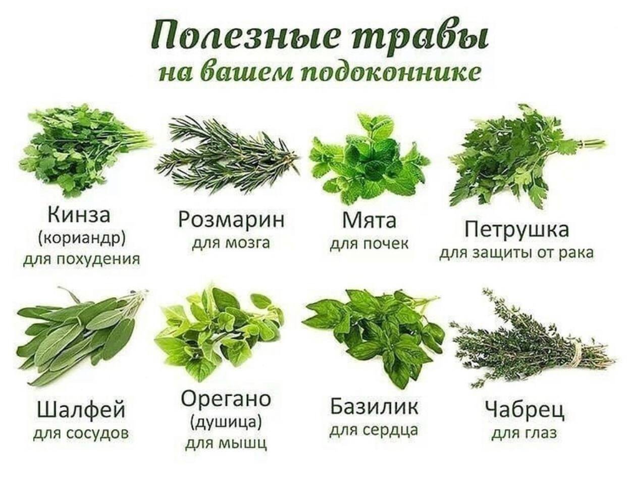 растения травы фото с названиями