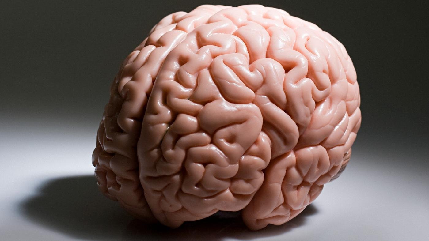 Ковид и мозг. Макет мозга.